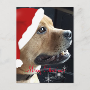 Christmas Staffordshire Bull Terrier Feiertagspostkarte