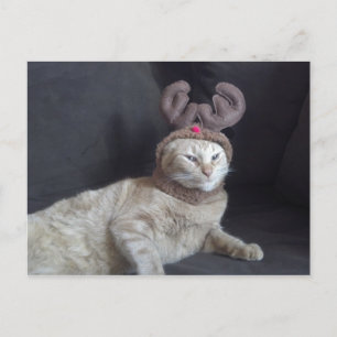 Christmas Tabby Reindeer Postcard Feiertagspostkarte