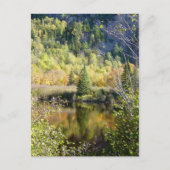 Christmas Tree holiday postcard Feiertagspostkarte (Vorderseite)