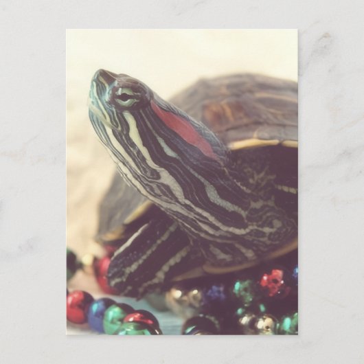 Christmas Turtle Postkarte (Vorderseite)