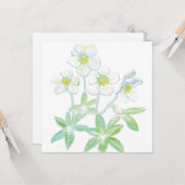 Christrose, Helleborus niger Karte (Vorderseite/Rückseite Beispiel)