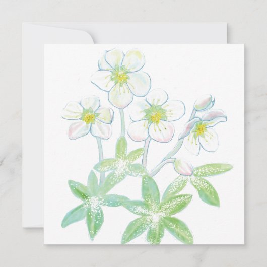 Christrose, Helleborus niger Karte (Vorderseite)