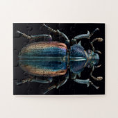Chromatische Käfer Puzzle (Horizontal)