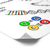 Chromosom Poster (Ecke)
