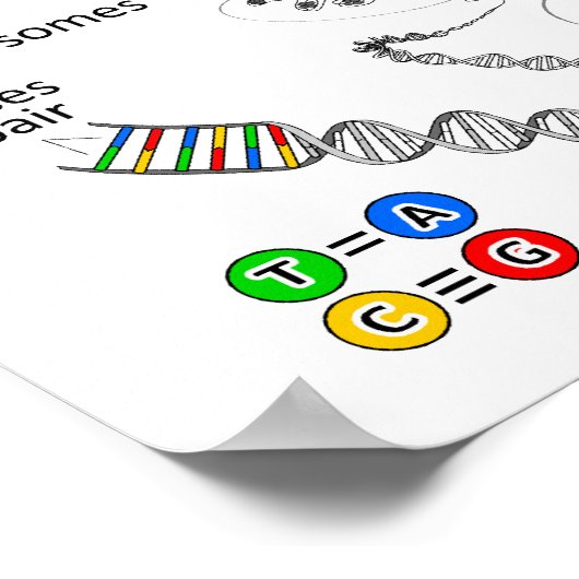 Chromosom Poster (Ecke)