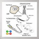 Chromosom Poster (Vorne)