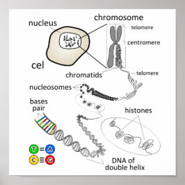 Chromosom Poster