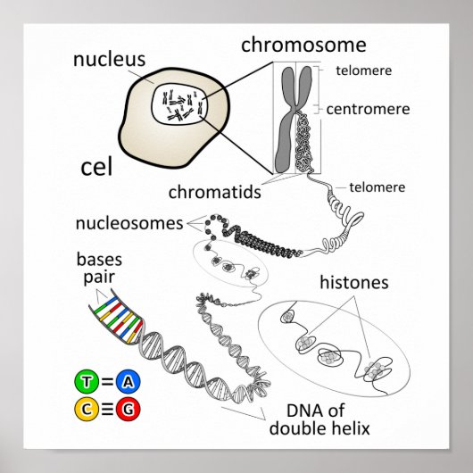 Chromosom Poster (Vorne)