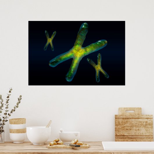 Chromosomen Poster (Küche)