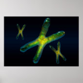 Chromosomen Poster (Vorne)