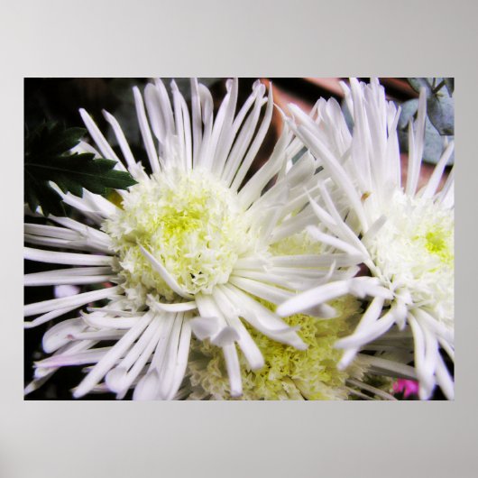 Chrybursta Poster (Vorne)