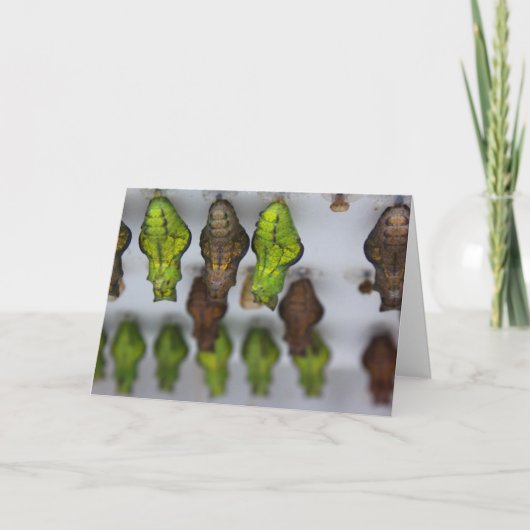 Chrysalis Birthday Card Karte (Vorderseite)