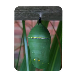 Chrysalis of the Monarch Butterfly Fotografy Magnet