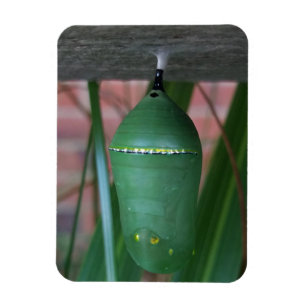 Chrysalis of the Monarch Butterfly Fotografy Magnet