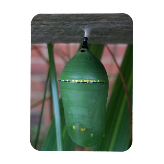Chrysalis of the Monarch Butterfly Fotografy Magnet (Vertikal)