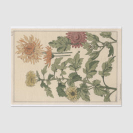 Chrysanthema, Botany Serie von Eugene Grasset Seidenpapier