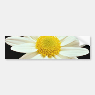 Chrysantheme-Blumen des weißen Gänseblümchens Autoaufkleber