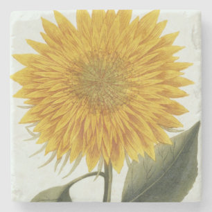 Chrysantheme Indicum von 'Pythanthoza Iconograph Steinuntersetzer