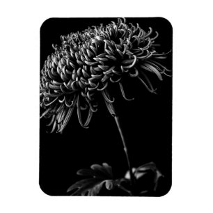 Chrysantheme Magnet
