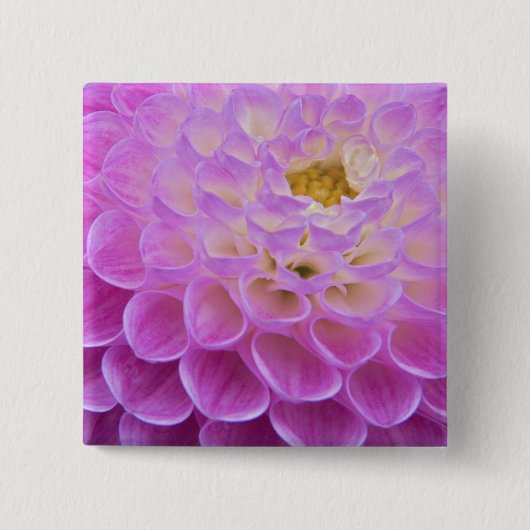 Chrysantheme ziert Grabstelle in Button (Vorderseite)