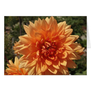 Chrysanthemen