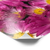 Chrysanthemen blühen im Herbst Fotodruck (Ecke)