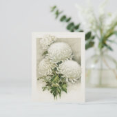 Chrysanthemen - Elegant Vintag Postkarte (Stehend Vorderseite)