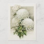 Chrysanthemen - Elegant Vintag Postkarte (Vorderseite)
