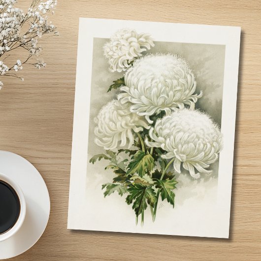 Chrysanthemen - Elegant Vintag Postkarte