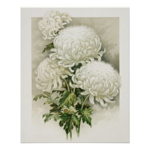 Chrysanthemen – Elegante Vintage-Botanik Poster