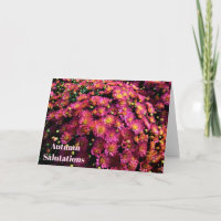 Chrysanthemen / Magenta / Herbstvorträge