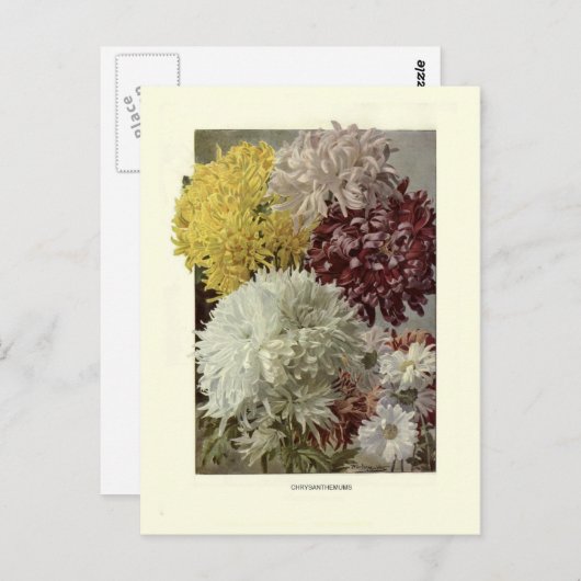 Chrysanthemen Postkarte (Vorne/Hinten)