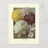Chrysanthemen Postkarte (Vorderseite)