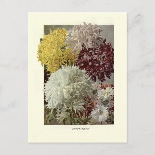 Chrysanthemen Postkarte (Vorderseite)