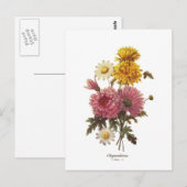 Chrysanthemen Postkarte (Vorne/Hinten)
