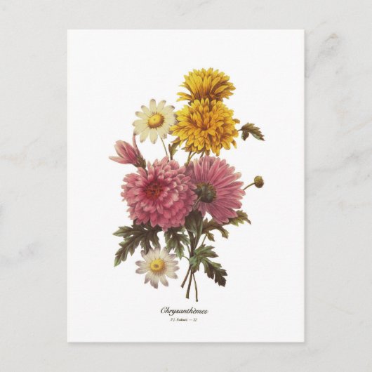 Chrysanthemen Postkarte (Vorderseite)