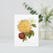 Chrysanthemen Postkarte (Stehend Vorderseite)