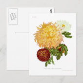 Chrysanthemen Postkarte (Vorne/Hinten)