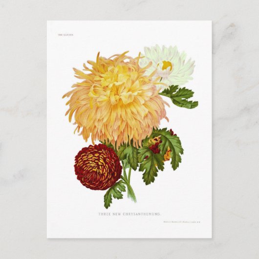 Chrysanthemen Postkarte (Vorderseite)
