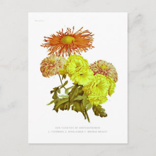 Chrysanthemen Postkarte