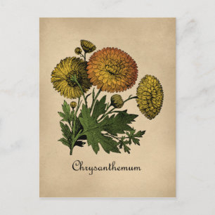 Chrysanthemen Vintage Botanik Postkarte