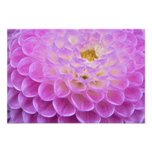 Chrysanthemenblume schmückt Grabstätte in Fotodruck