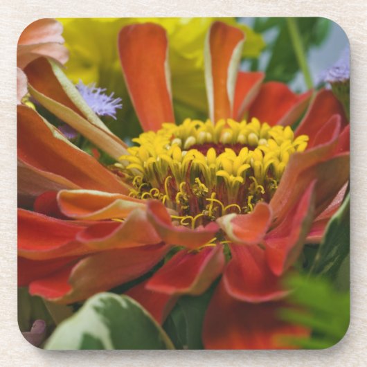 Chrysanthemenblüte Getränkeuntersetzer (Vorderseite)
