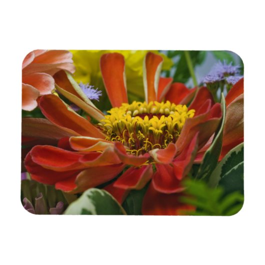Chrysanthemenblüte Magnet (Horizontal)