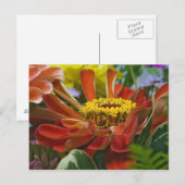 Chrysanthemenblüte Postkarte (Vorne/Hinten)