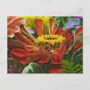 Chrysanthemenblüte Postkarte