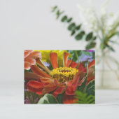 Chrysanthemenblüte Postkarte (Stehend Vorderseite)