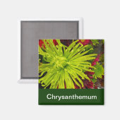 Chrysanthemenblüten Magnet (Vorderseite/Rückseite)