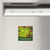 Chrysanthemenblüten Magnet (In Situ (Geschirrspüler))
