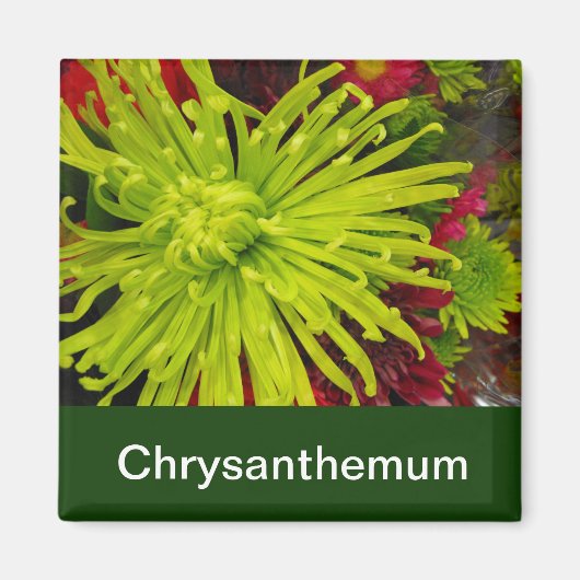 Chrysanthemenblüten Magnet (Vorne)